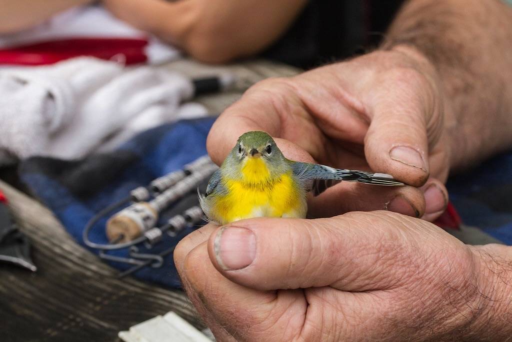 Northern Parula by Arlen Breiholz is licensed under CC BY-NC-ND 2.0.